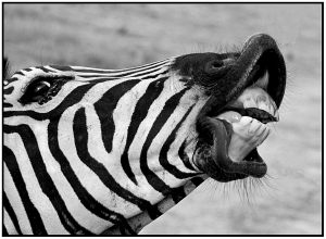 2254 Fotograf  jens andersen  -  Zebra  Diplom Fauna